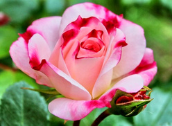 Роза «Розенштадт Фрайзин (Rosenstadt Freising)»